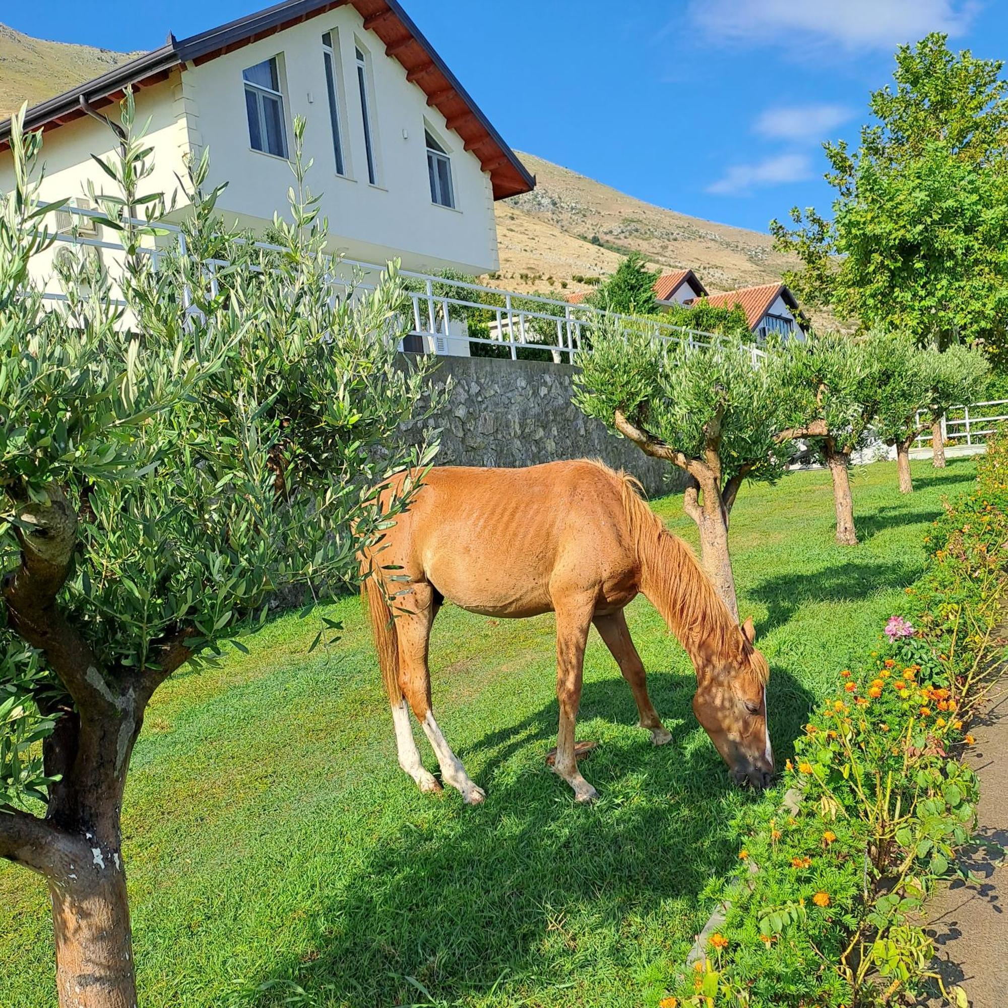 Xhuli Shkodër